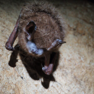 U.S. Fish and Wildlife Service Awards $1.8 Million to Research Deadly Bat Disease Image